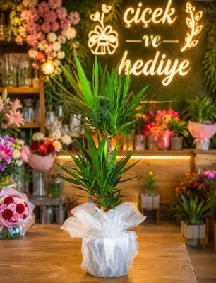 Üçlü Yucca