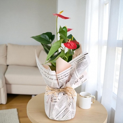 Gazete Desenli Buket Süslemeli Antoryum Bitkisi