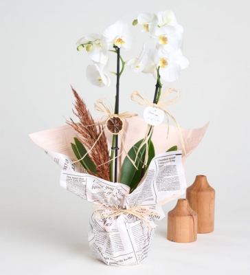 Gazete Desenli Süslemeli Saksıda Beyaz Çift Orkide