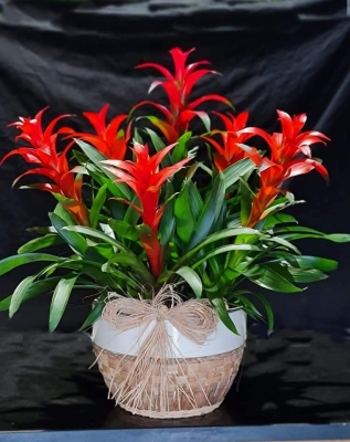 Geometrik Çizgi Desenli Saksıda 6`Lı Guzmania