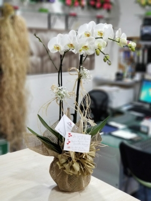 Fresh Love Serisi Çift Dal Beyaz Orkide