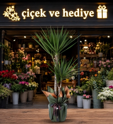 İkili Dracena Marginata