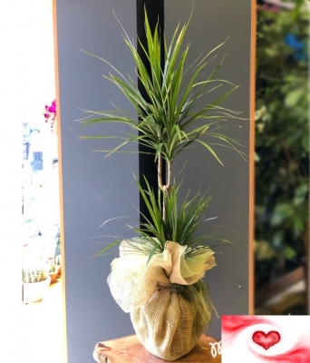 İkili Dracena Marginata