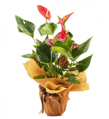 İthal Antoryum Saksı Çiçeği