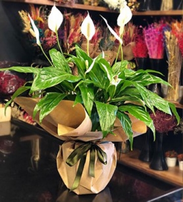 Saksıda Spatifilium - Barış Çiçeği