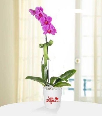 Seni Seviyorum Mesajlı 2 Dal Mor Orkide