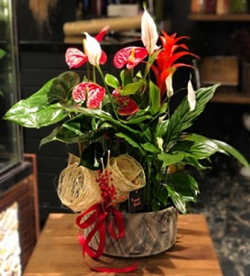 Seramikte Bitki Aranjman