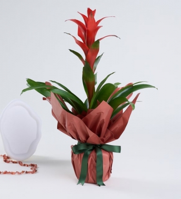 Kırmızı Guzmania Çiçeği