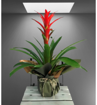 Kırmızı Guzmania Tasarımı