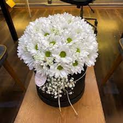 Siyah Kutuda Papatya