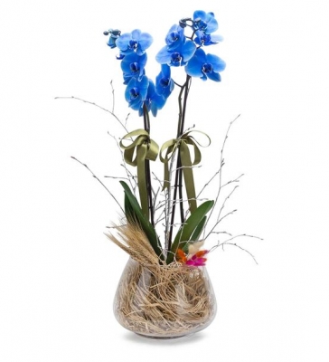 Pure Serisi İki Dal Mavi Orkide