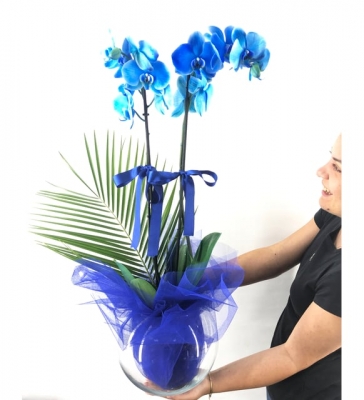 Mavi Orkide Tasarım