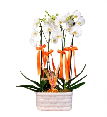Mozaik Saksıda 4 Dal Orkide