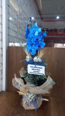 Galapagos Beauty 2 Dal Mavi Orkide Çiçek Aranjmanı