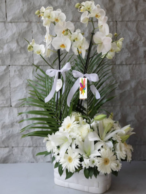 Orkide Plus Aranjman