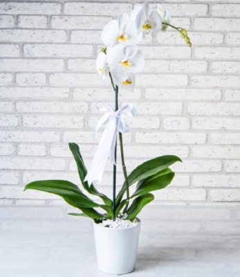 Phalaenopsis Orkide Çiçeği