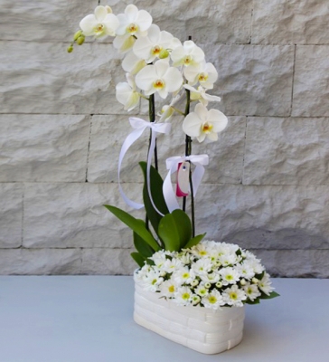 Beyaz Aranjmanlı Çift Dallı Orkide