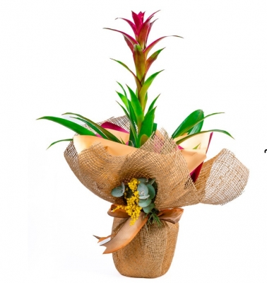 Özel Tasarım Guzmania