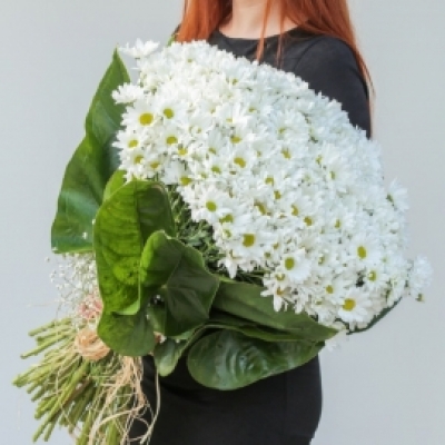 Gönül Çelen Papatyalar