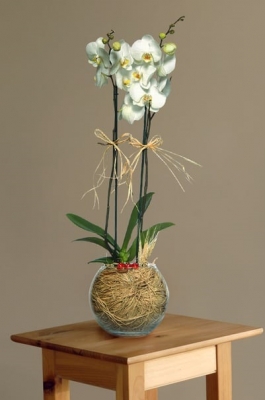 Paşabahçe Cam Fanusta 2 Dal Beyaz Orkide Çiçeği