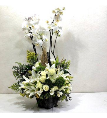 Paulina Orkide Lilyum Arajmanı Serisi