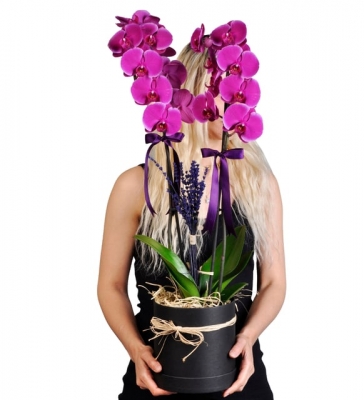 Premium Siyah Kutuda Mor Orkide Bahçesi