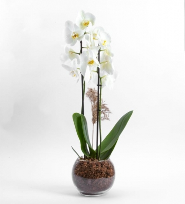 Pure Serisi İki Dal Beyaz Orkide