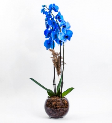 Pure Serisi İki Dal Mavi Orkide