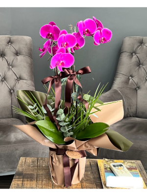 Hayal Adası 2 Dal Mor Orkide