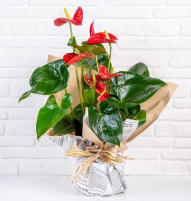 Red-Anthurium