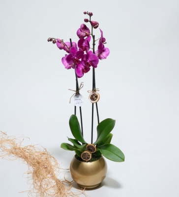 Altın Renkli Saksıda Mor Çiftli Orkide