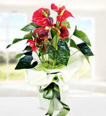 Kırmızı Antoryum (Anthurium )Saksı Çiçeği