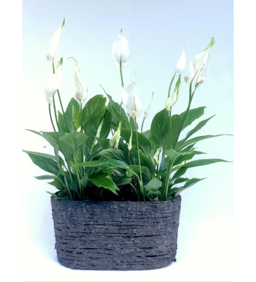 Şans Çiçeği Spatifilyum