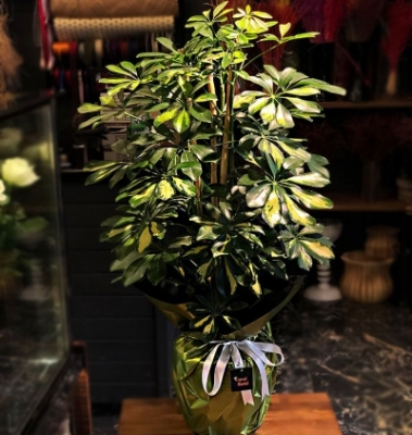 Schefflera (Şeflera) Bitkisi