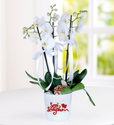 seni seviyorum mesajli 3 dal phalaenopsis orkide-
