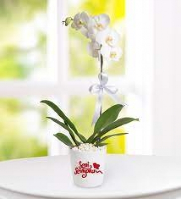 Seni Seviyorum Mesajlı Phalaenopsis Orkide
