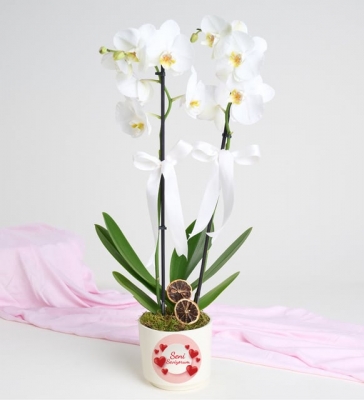  Seni Seviyorum Temalı Orkide Seni seviyorum temalı seramik saksı içerisinde çift dallı beyaz orkide 