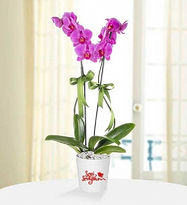 Seni Seviyorum Mesajlı 2 Dal Phalaenopsis Orkide