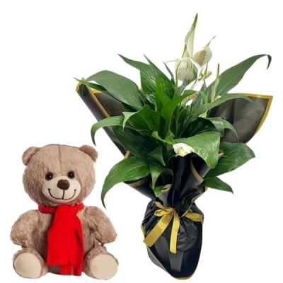 Seszi Huzur Barış Çiçeği