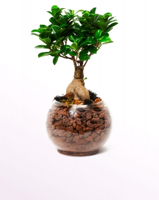 Smart Ficus Bonsai