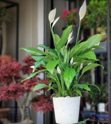 Barış Çiçeği Spatifilyum Dekoratif Beyaz Saksılı