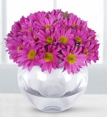 Pembe Papatyalar Fanus cam vazo içerisinde pembe papatyalar ile hazırlanmıştır.