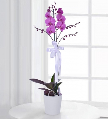 Tek Dal Mor Orkide Seramik saksı içerisinde tek dal mor orkide bitkisi.