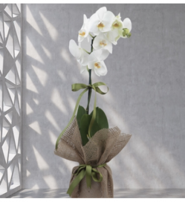 TEK DALLI BEYAZ ORKİDE