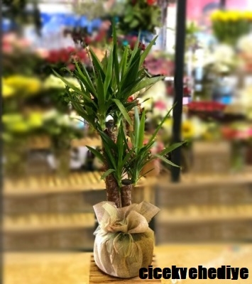 Tropik Güzel İkili Yucca Çiçeği