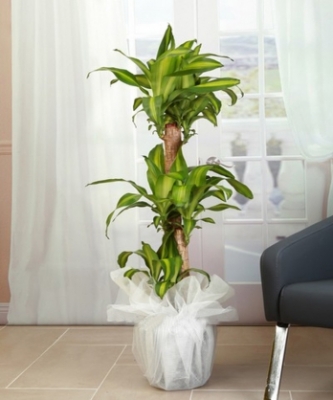 Masengena Çiçeği Üçlü