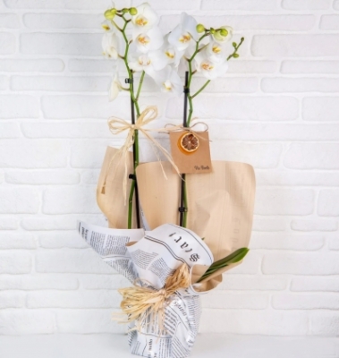 ViaBonte-White Sylphs and Orchids