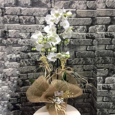 Beyaz Orkide 2 Dallı