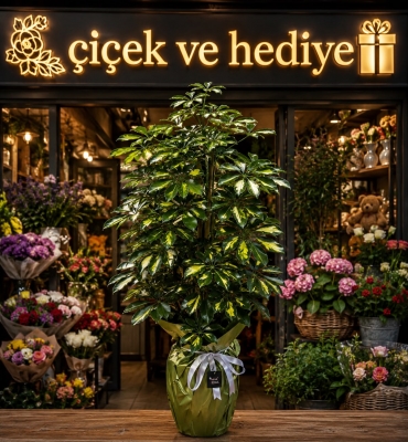 Schefflera (Şeflera) Bitkisi