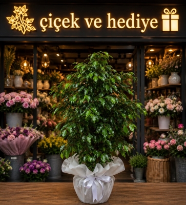 Ficus Danielle 90 cm Diyarbakır çiçekçi